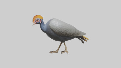 3D model Helmeted Guinea Fowl scratching model VR / AR / low-poly