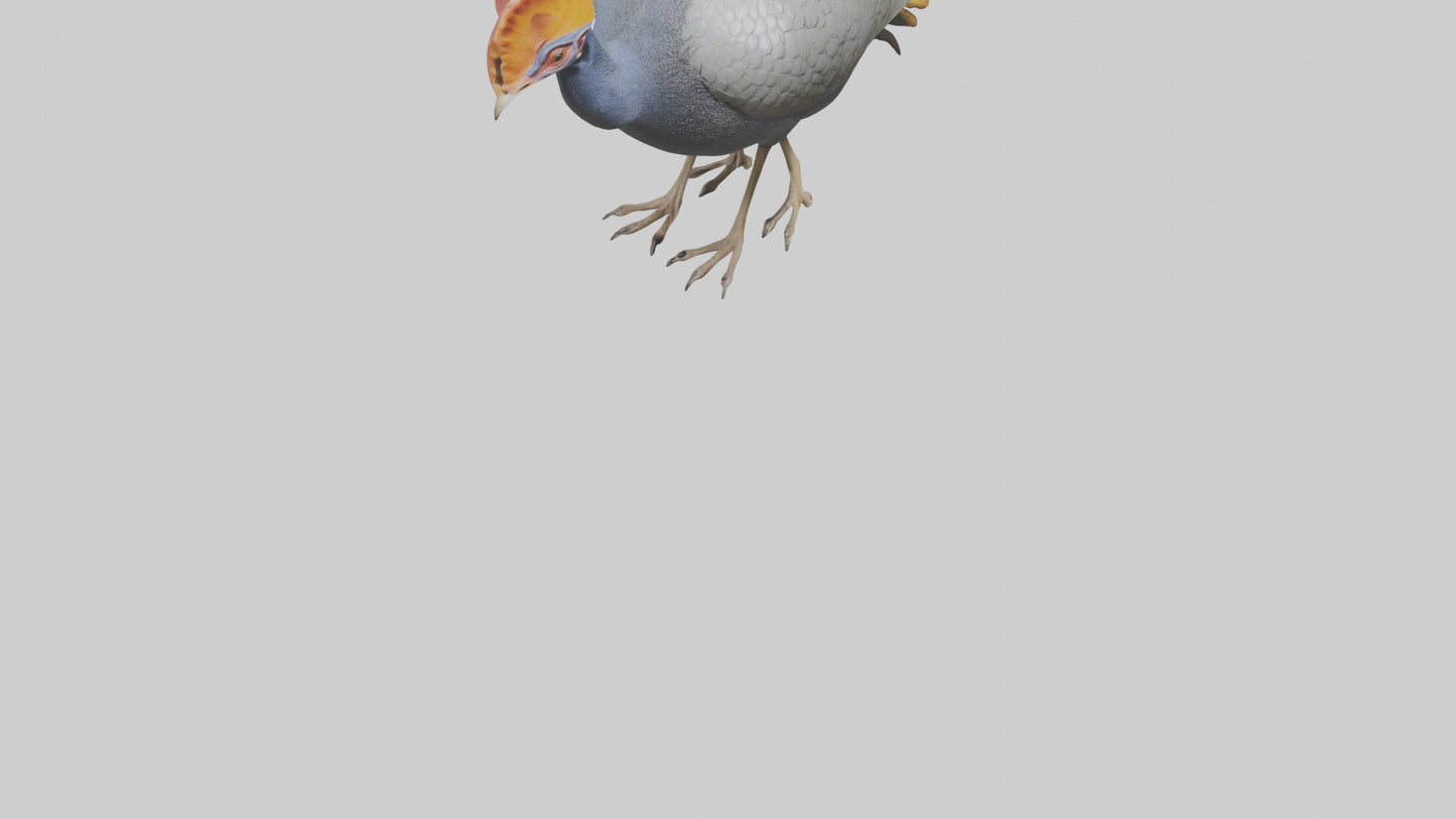 3D model Helmeted Guinea Fowl scratching model VR / AR / low-poly