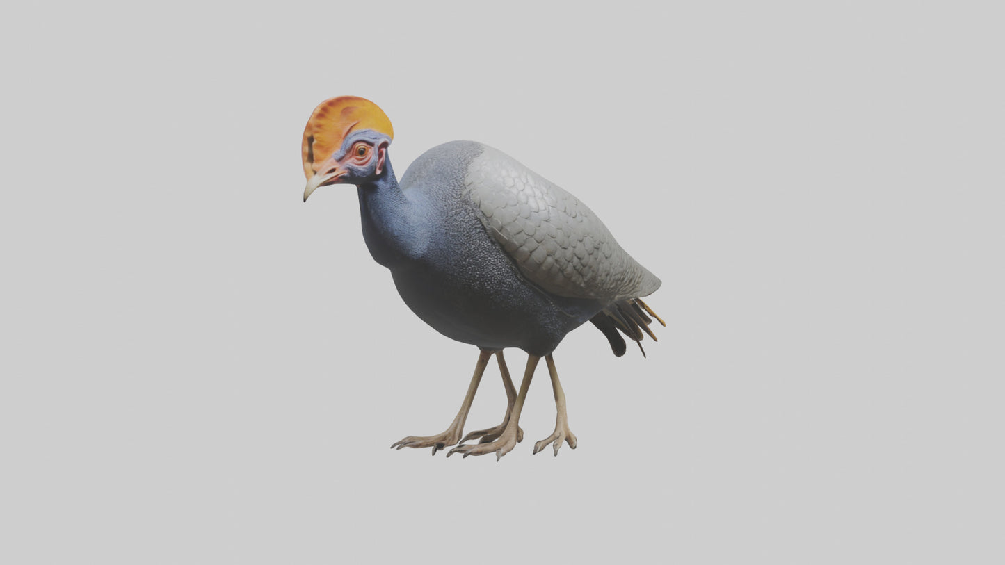 3D model Helmeted Guinea Fowl scratching model VR / AR / low-poly