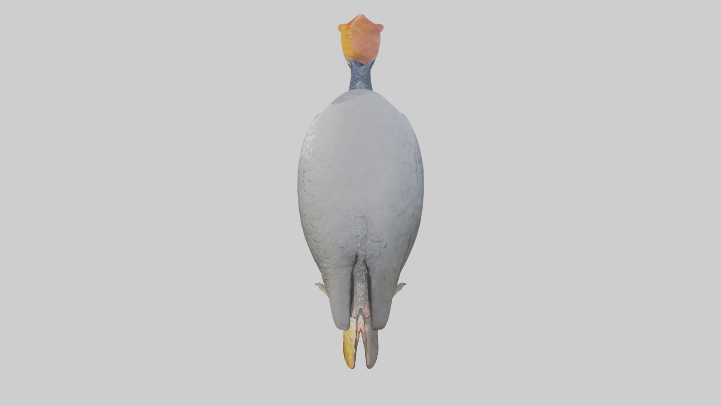 3D model Helmeted Guinea Fowl scratching model VR / AR / low-poly