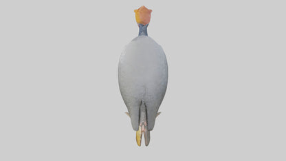 3D model Helmeted Guinea Fowl scratching model VR / AR / low-poly