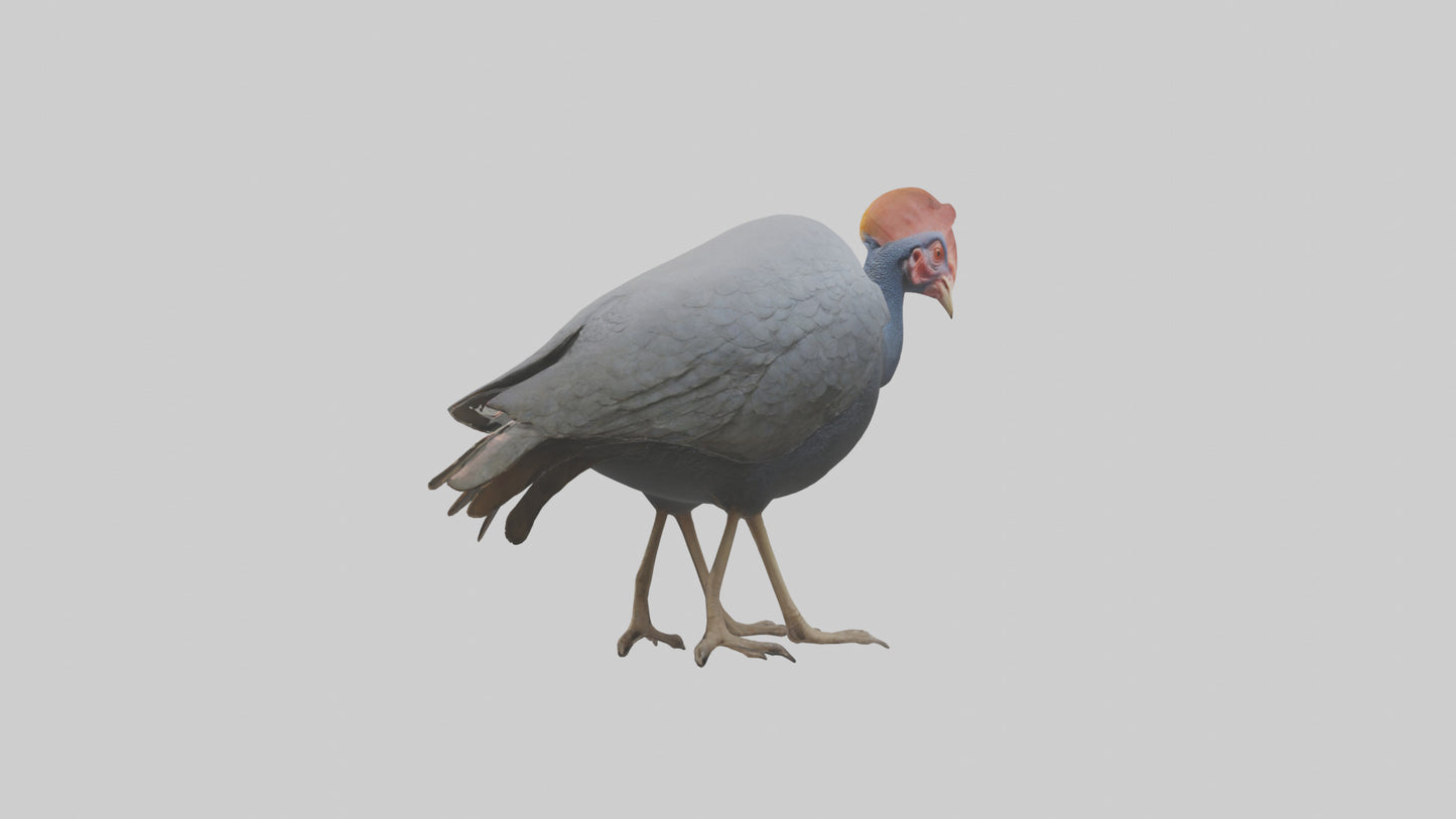 3D model Helmeted Guinea Fowl scratching model VR / AR / low-poly