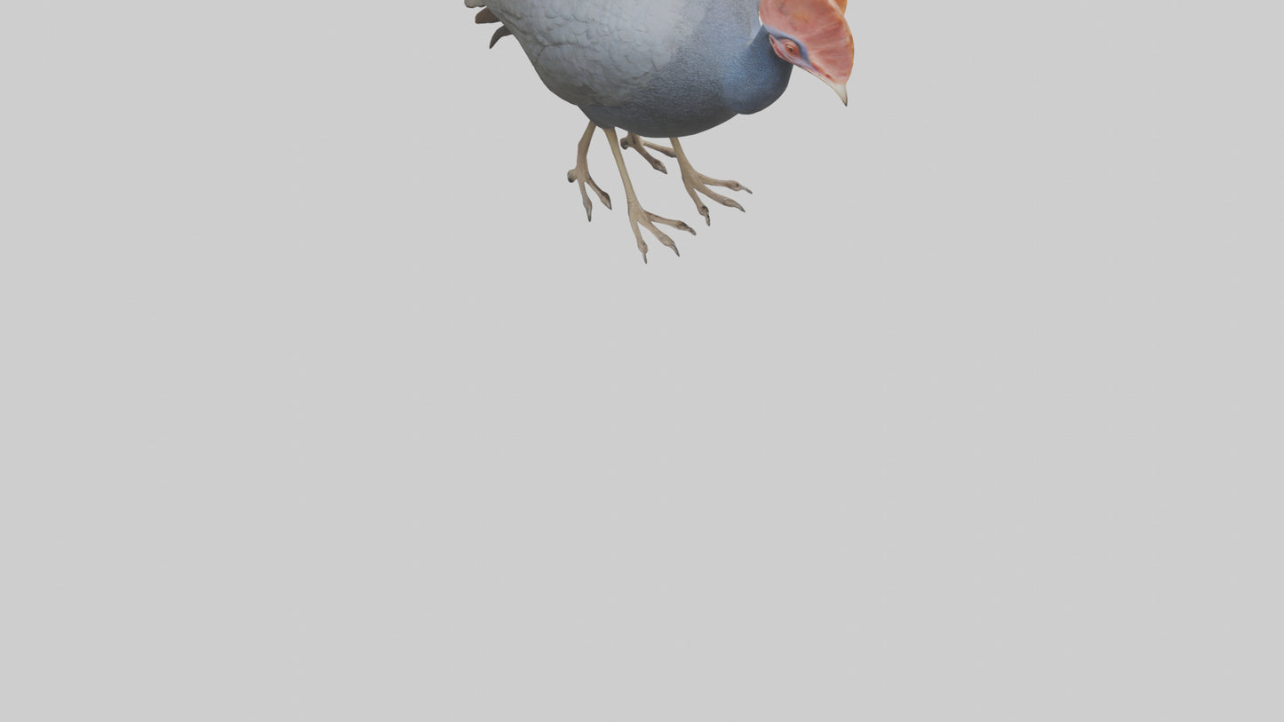 3D model Helmeted Guinea Fowl scratching model VR / AR / low-poly