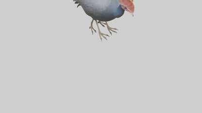 3D model Helmeted Guinea Fowl scratching model VR / AR / low-poly