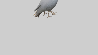3D model Helmeted Guinea Fowl scratching model VR / AR / low-poly