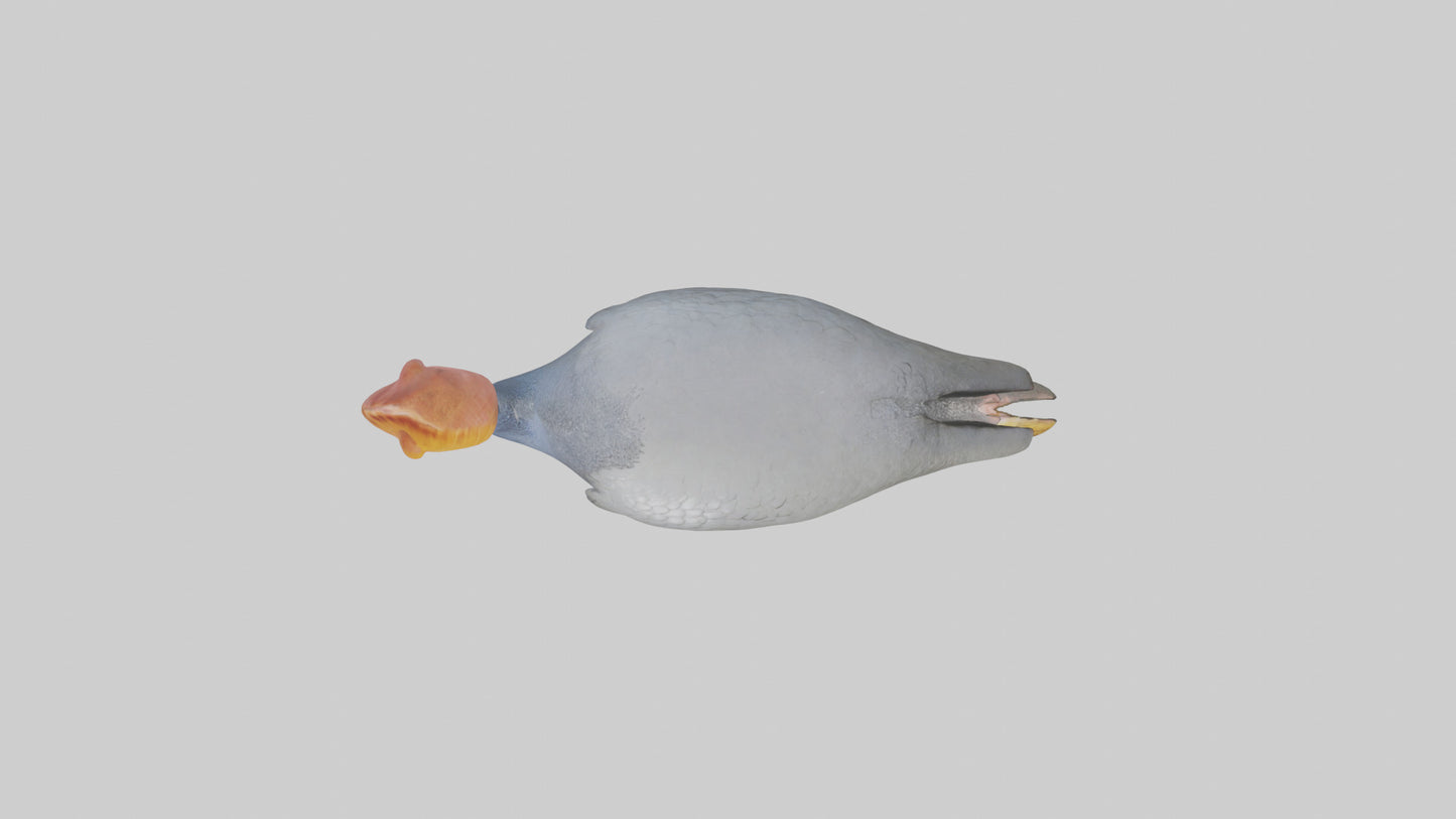 3D model Helmeted Guinea Fowl scratching model VR / AR / low-poly