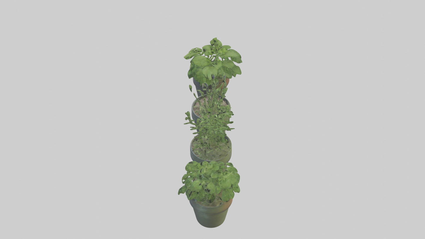 3D model Herb Pots model VR / AR / low-poly