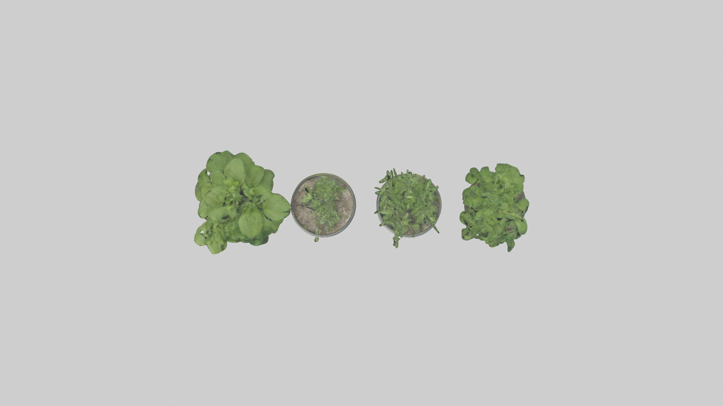 3D model Herb Pots model VR / AR / low-poly