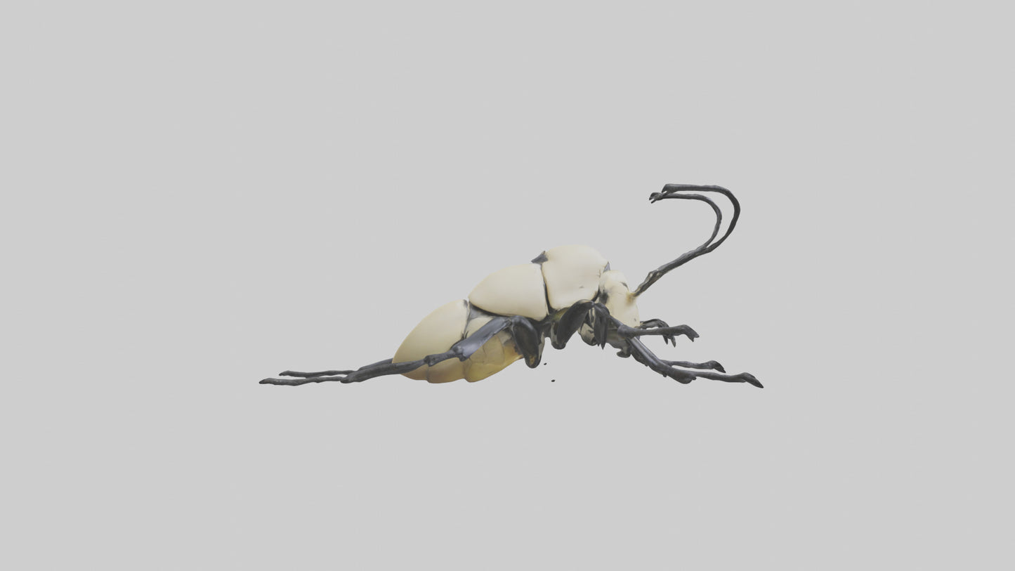 3D model Hercules Beetle climbing tree model VR / AR / low-poly
