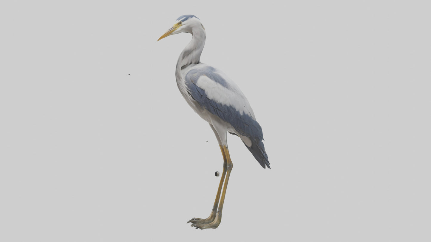 3D model Heron standing model VR / AR / low-poly