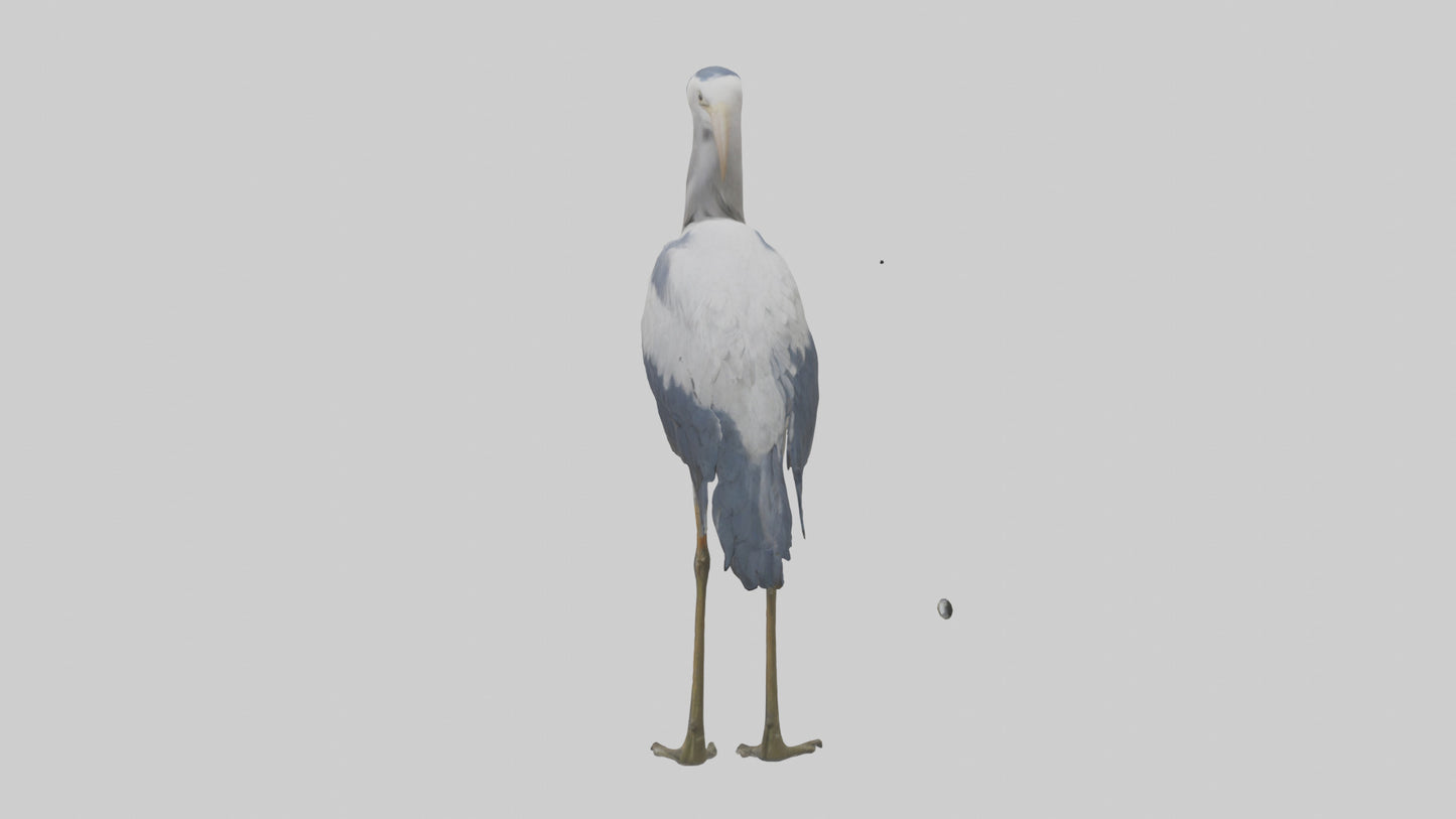 3D model Heron standing model VR / AR / low-poly