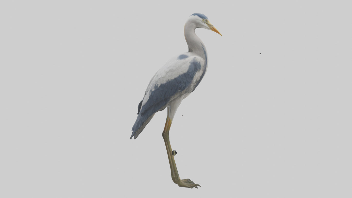 3D model Heron standing model VR / AR / low-poly