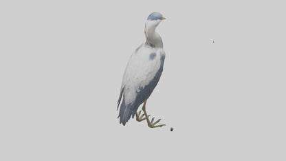 3D model Heron standing model VR / AR / low-poly