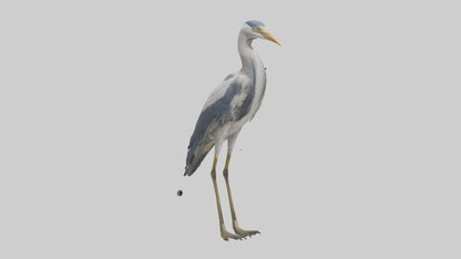3D model Heron standing model VR / AR / low-poly