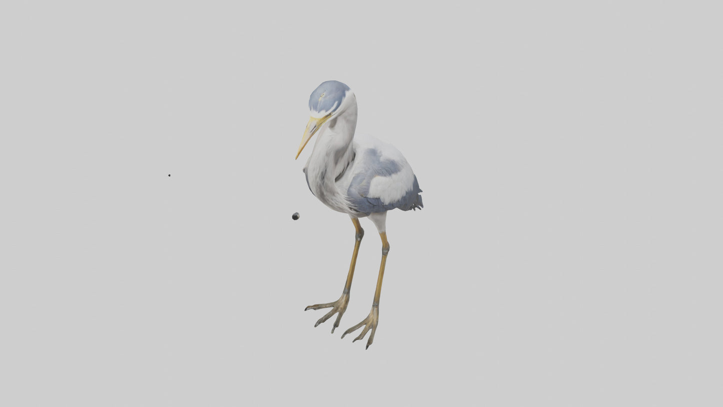 3D model Heron standing model VR / AR / low-poly