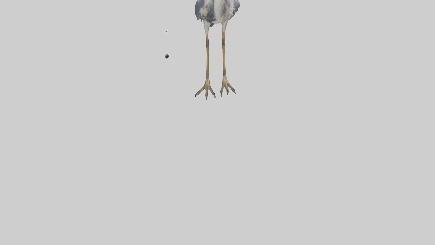 3D model Heron standing model VR / AR / low-poly