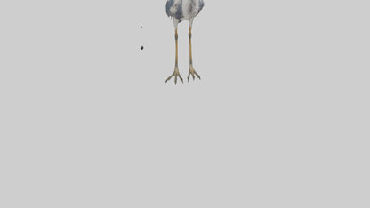 3D model Heron standing model VR / AR / low-poly