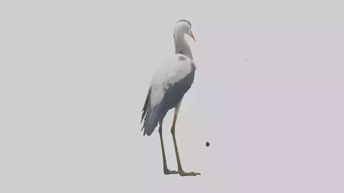 3D model Heron standing model VR / AR / low-poly