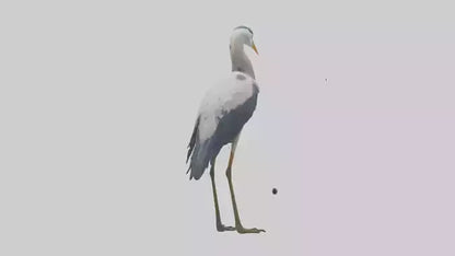 3D model Heron standing model VR / AR / low-poly