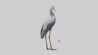 3D model Heron standing model VR / AR / low-poly