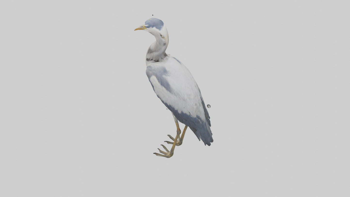 3D model Heron standing model VR / AR / low-poly