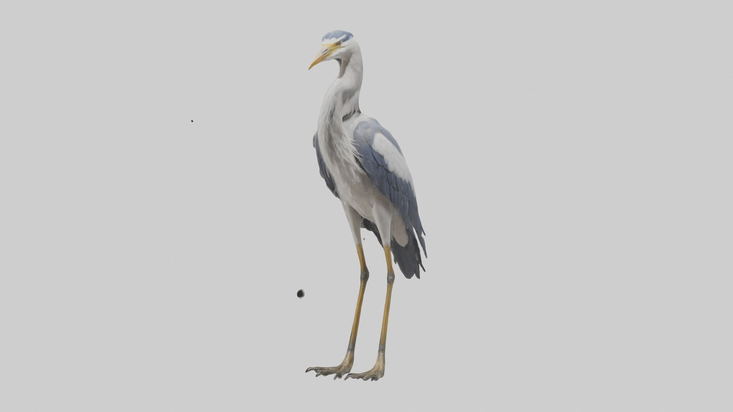 3D model Heron standing model VR / AR / low-poly