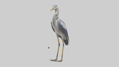 3D model Heron standing model VR / AR / low-poly