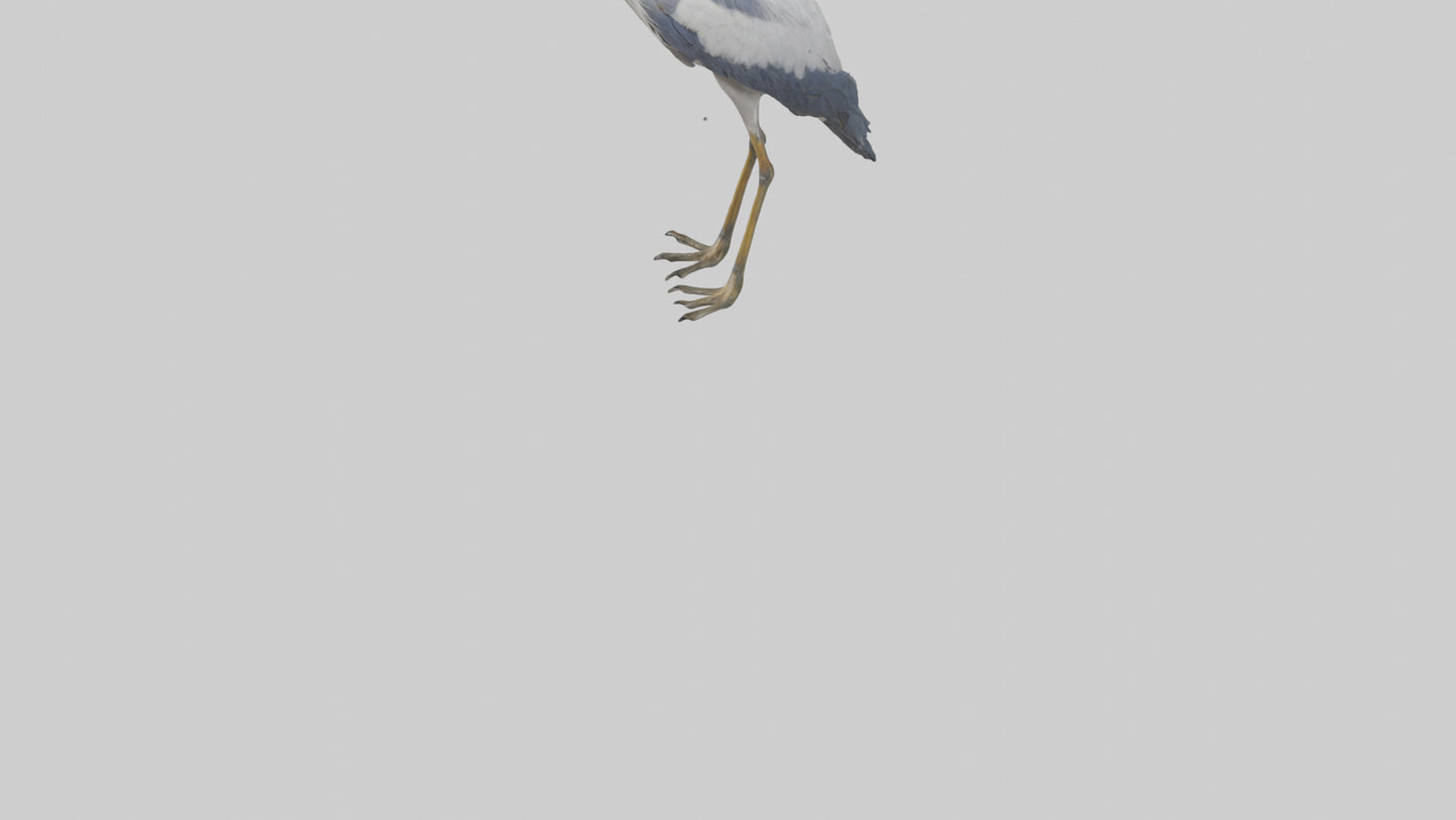 3D model Heron standing model VR / AR / low-poly
