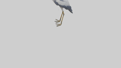 3D model Heron standing model VR / AR / low-poly