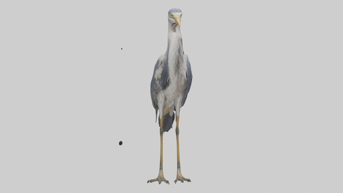 3D model Heron standing model VR / AR / low-poly