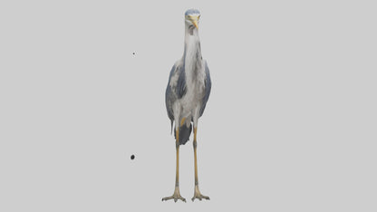 3D model Heron standing model VR / AR / low-poly