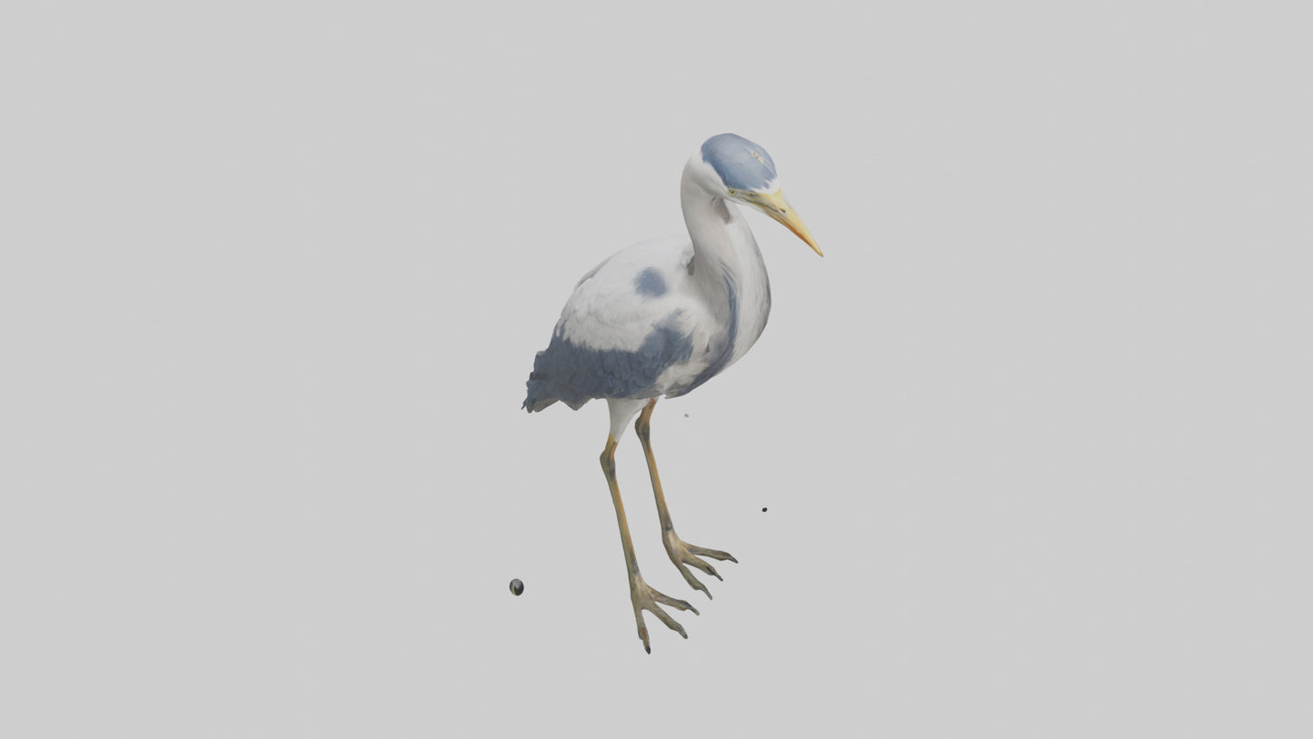 3D model Heron standing model VR / AR / low-poly