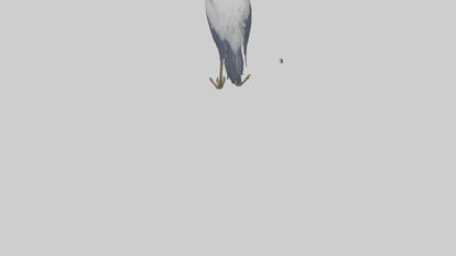 3D model Heron standing model VR / AR / low-poly