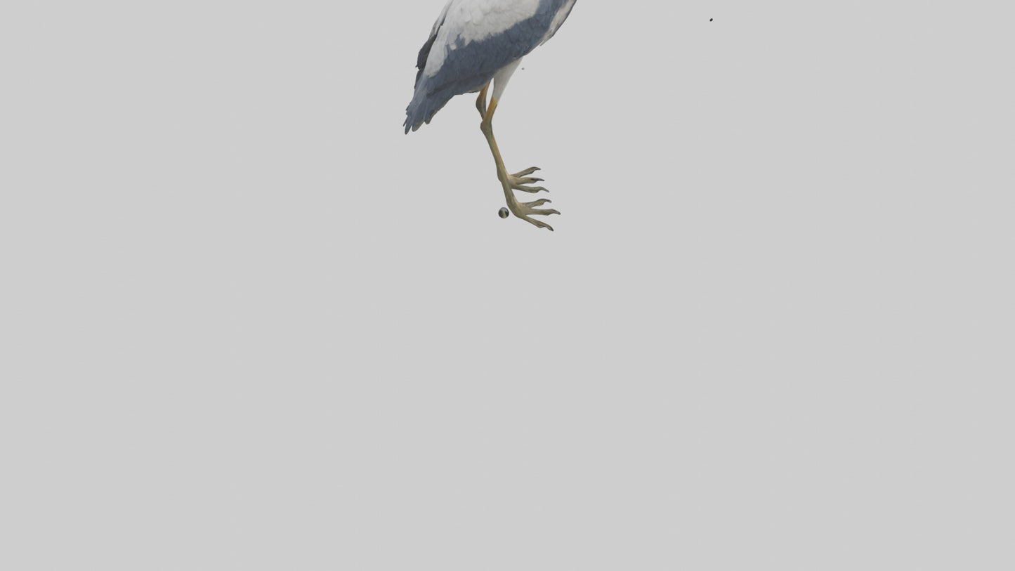 3D model Heron standing model VR / AR / low-poly