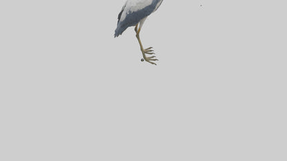 3D model Heron standing model VR / AR / low-poly