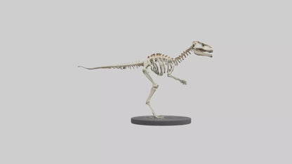 3D model Herrerasaurus Skeleton model VR / AR / low-poly