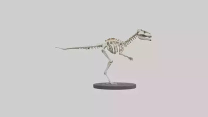 3D model Herrerasaurus Skeleton model VR / AR / low-poly