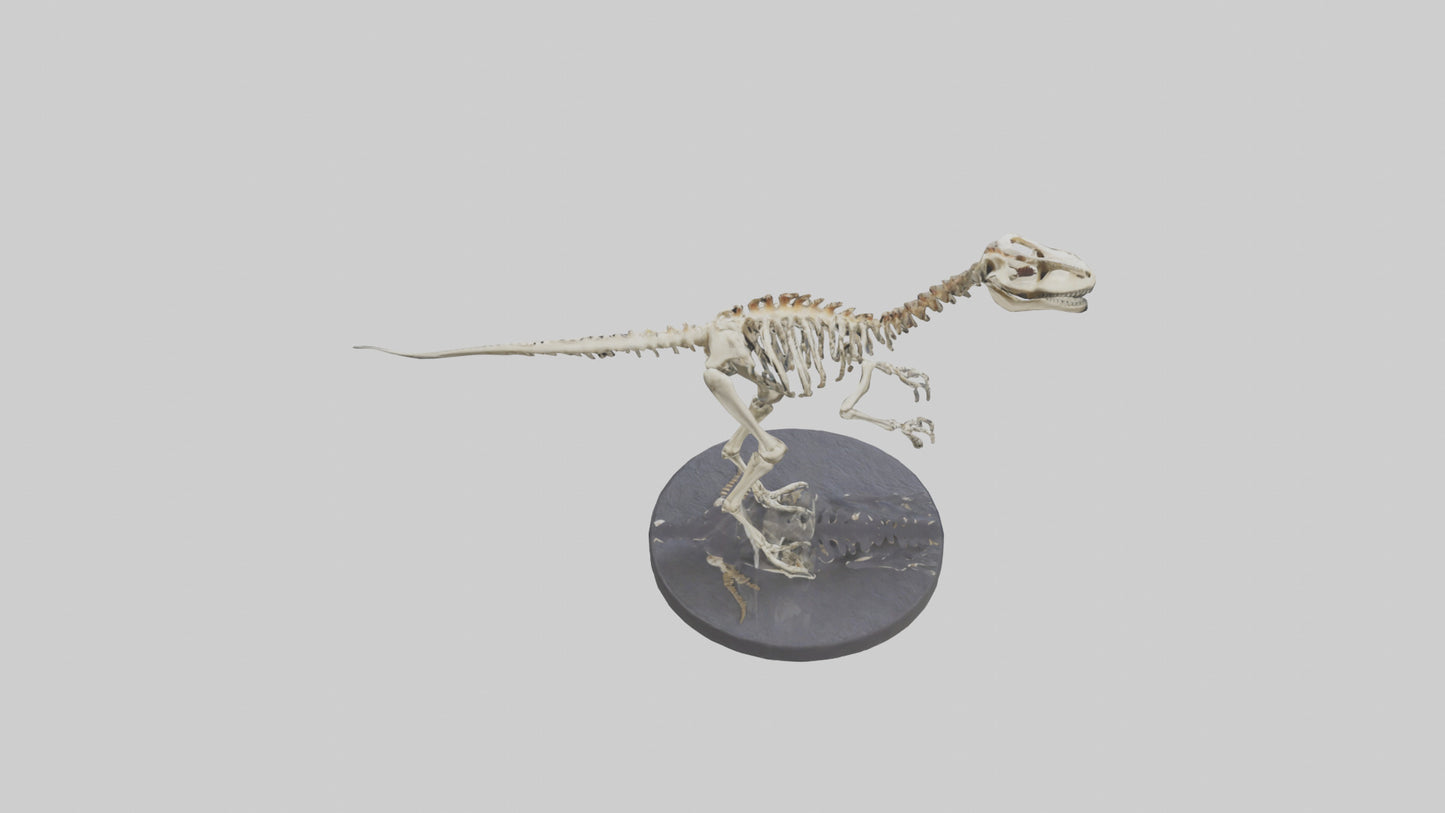 3D model Herrerasaurus Skeleton model VR / AR / low-poly