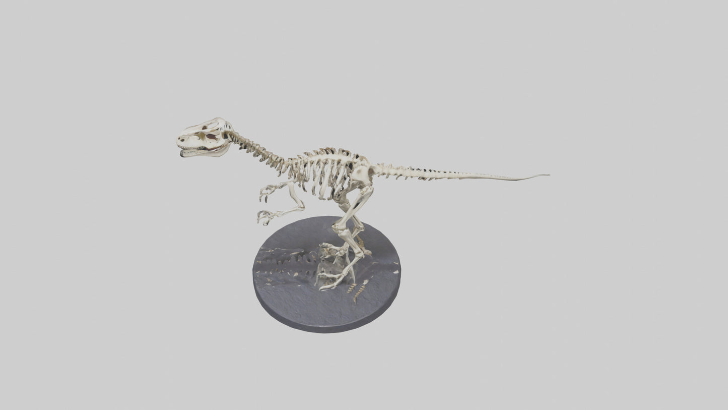 3D model Herrerasaurus Skeleton model VR / AR / low-poly