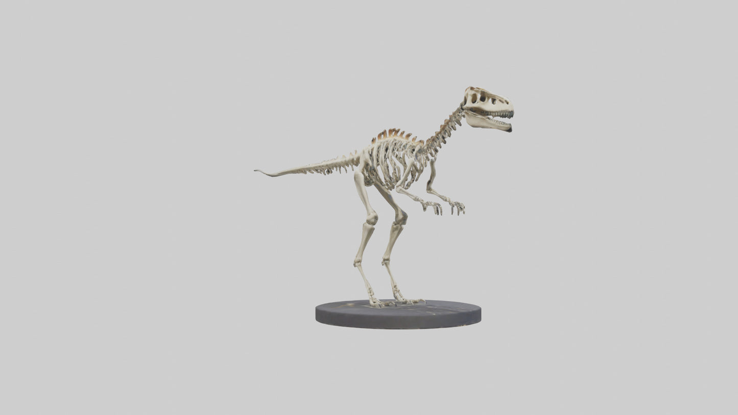 3D model Herrerasaurus Skeleton model VR / AR / low-poly