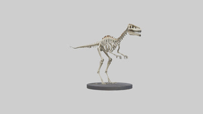 3D model Herrerasaurus Skeleton model VR / AR / low-poly