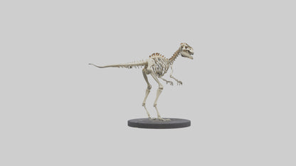 3D model Herrerasaurus Skeleton model VR / AR / low-poly