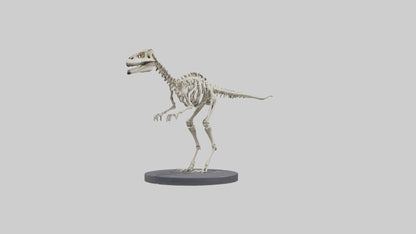 3D model Herrerasaurus Skeleton model VR / AR / low-poly