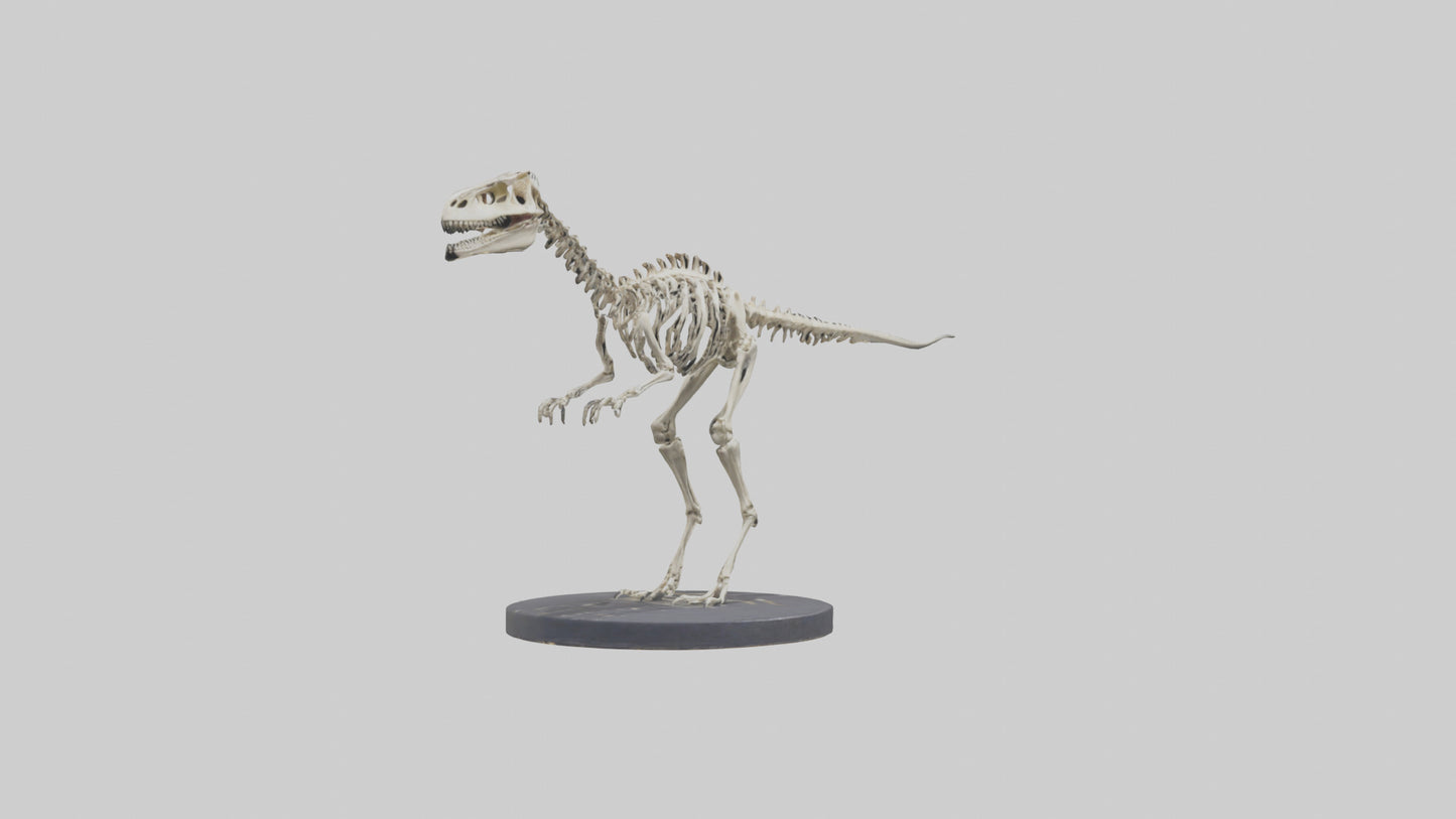 3D model Herrerasaurus Skeleton model VR / AR / low-poly