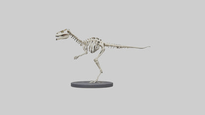 3D model Herrerasaurus Skeleton model VR / AR / low-poly