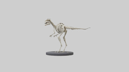 3D model Herrerasaurus Skeleton model VR / AR / low-poly