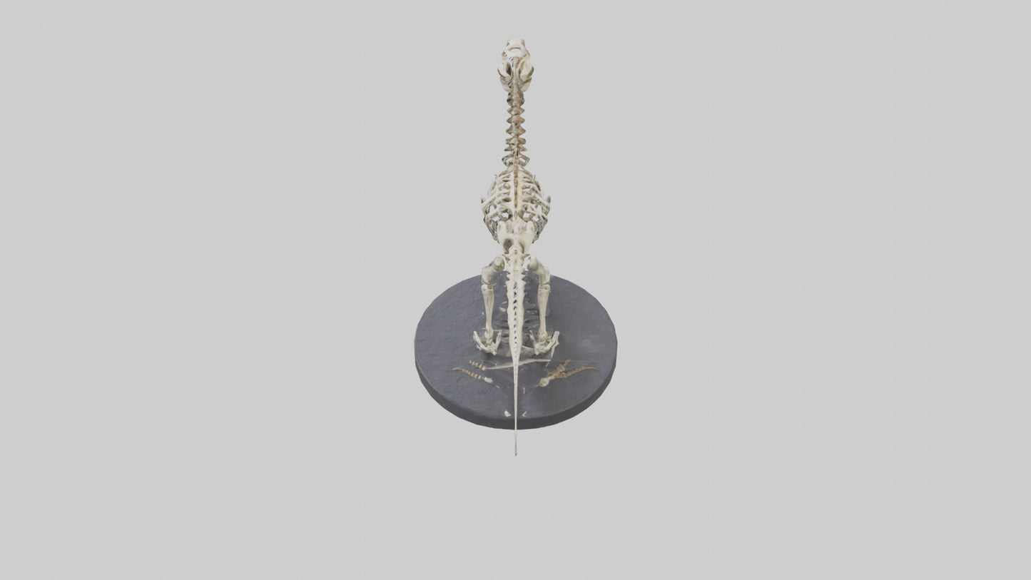 3D model Herrerasaurus Skeleton model VR / AR / low-poly