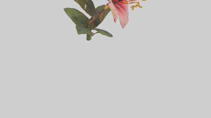 3D model Hibiscus model VR / AR / low-poly