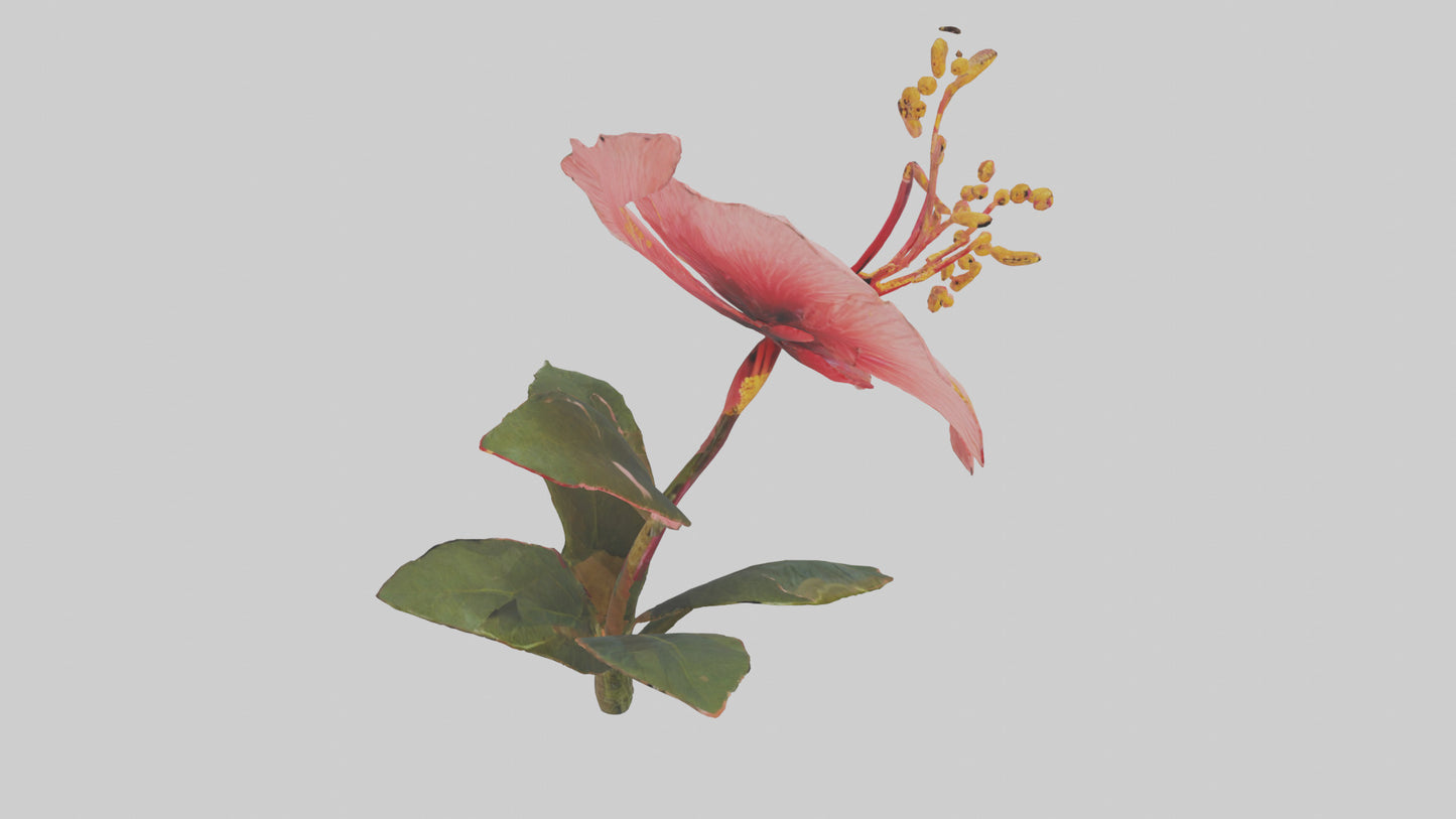 3D model Hibiscus model VR / AR / low-poly