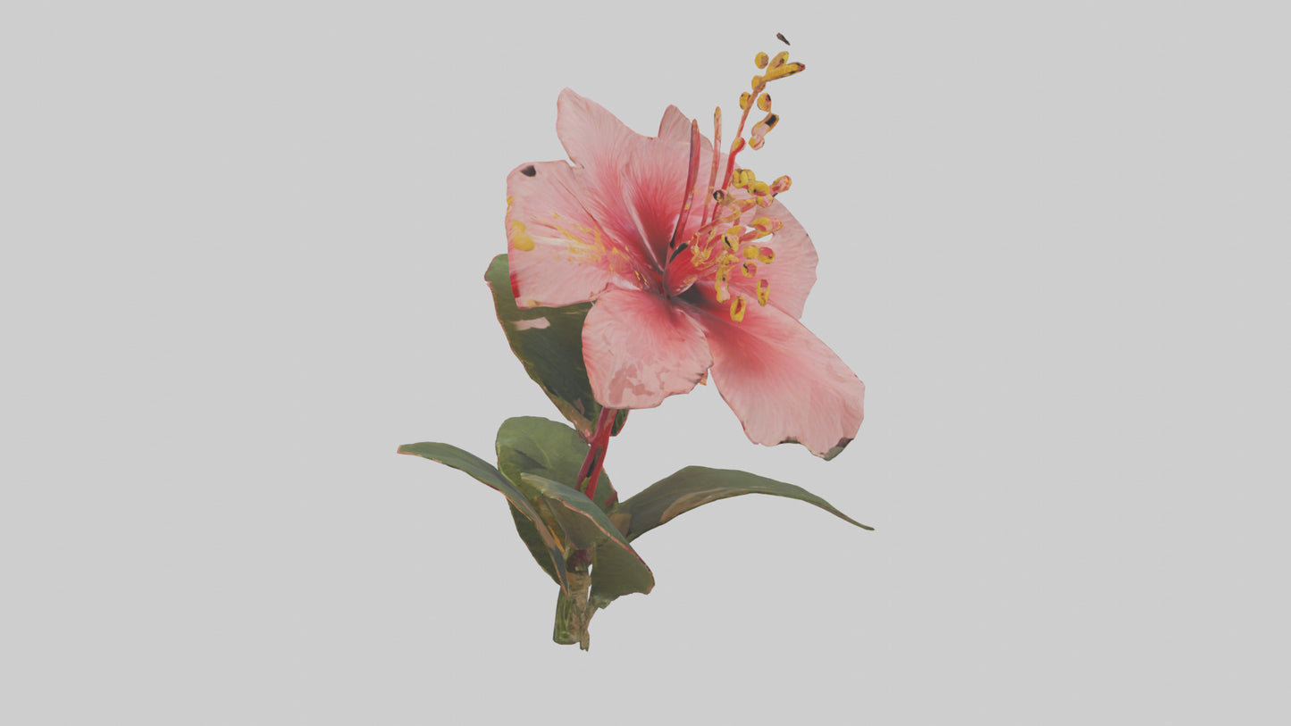 3D model Hibiscus model VR / AR / low-poly